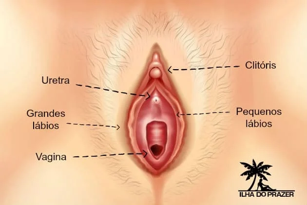 Clitóris